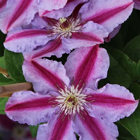 altezza clematis tudor|Clematis 'Tudor' in the Clematis Database .